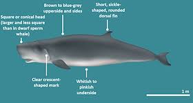 Image result for Kogia breviceps