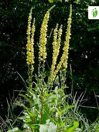 Attēlu rezultāti vaicājumam “Verbascum nigrum flower”