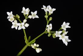 Attēlu rezultāti vaicājumam “Galium rivale leaf”