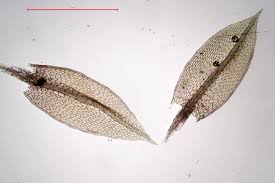 Attēlu rezultāti vaicājumam “Bryum pallens”