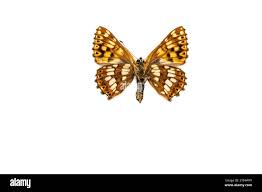 Attēlu rezultāti vaicājumam “Hamearis lucina”