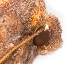 Attēlu rezultāti vaicājumam “Gortyna flavago”