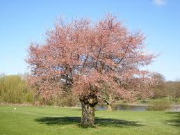 Attēlu rezultāti vaicājumam “Prunus padus var. roseiflora”