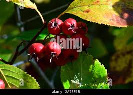 Attēlu rezultāti vaicājumam “Crataegus persimilis fruit”