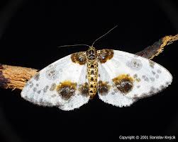 Attēlu rezultāti vaicājumam “Abraxas sylvata”