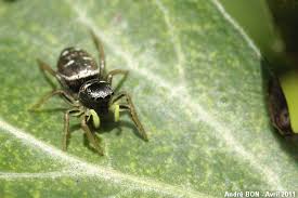 Attēlu rezultāti vaicājumam “Heliophanus sp.”