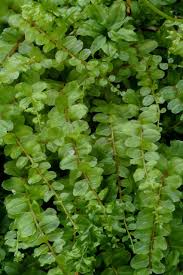 Attēlu rezultāti vaicājumam “Plagiomnium ellipticum”