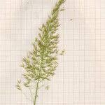 Attēlu rezultāti vaicājumam “Trisetum flavescens flower”