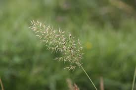 Attēlu rezultāti vaicājumam “Trisetum flavescens”