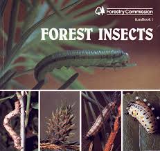 Attēlu rezultāti vaicājumam “Thecabius affinis nymph”