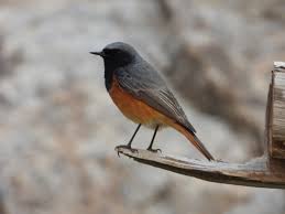 Attēlu rezultāti vaicājumam “Phoenicurus ochruros”