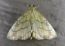 Attēlu rezultāti vaicājumam “Evergestis pallidata”