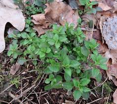 Attēlu rezultāti vaicājumam “Moehringia trinervia bud”