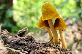 Attēlu rezultāti vaicājumam “Pluteus leoninus”