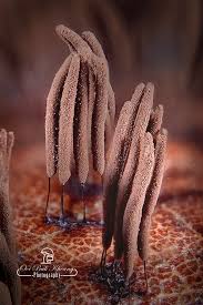 Attēlu rezultāti vaicājumam “Craterium sp.”