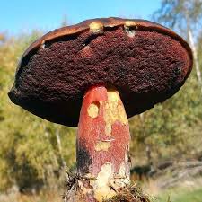 Attēlu rezultāti vaicājumam “Sutorius luridiformis”