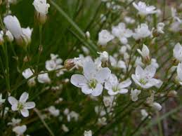 Attēlu rezultāti vaicājumam “Arenaria procera”