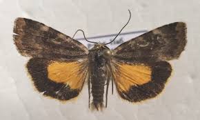 Attēlu rezultāti vaicājumam “Cryptocala chardinyi”