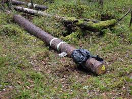 Attēlu rezultāti vaicājumam “Harminius undulatus”