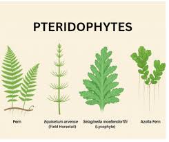 Attēlu rezultāti vaicājumam “Pteropsida”