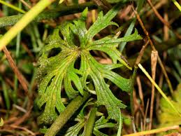 Attēlu rezultāti vaicājumam “Ranunculus acris leaf”