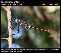 Attēlu rezultāti vaicājumam “Eupteryx vittata”