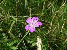 Attēlu rezultāti vaicājumam “Geranium palustre flower”
