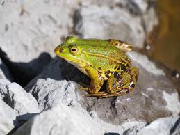 Attēlu rezultāti vaicājumam “Pelophylax adult”