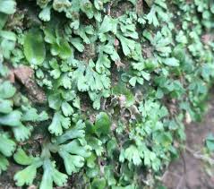 Attēlu rezultāti vaicājumam “Riccardia chamaedryfolia”