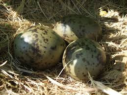 Attēlu rezultāti vaicājumam “Larus argentatus eggs”