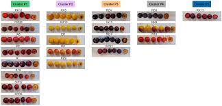 Attēlu rezultāti vaicājumam “Prunus cerasifera var. divaricata bud”