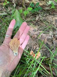Attēlu rezultāti vaicājumam “Lentaria sp.”