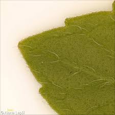 Attēlu rezultāti vaicājumam “Mentha x verticillata”