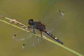 Attēlu rezultāti vaicājumam “Leucorrhinia pectoralis”