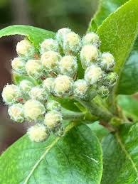 Attēlu rezultāti vaicājumam “Aronia melanocarpa bud”