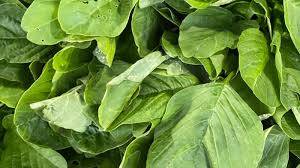 Image result for Amaranth Cricket Club