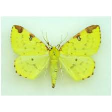 Attēlu rezultāti vaicājumam “Caradrina morpheus”