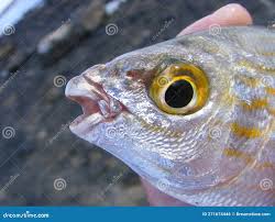 Image result for Sarpa salpa