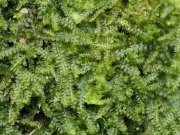 Attēlu rezultāti vaicājumam “Cephalozia catenulata”