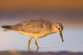 Attēlu rezultāti vaicājumam “Calidris canutus”