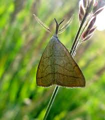 Attēlu rezultāti vaicājumam “Polypogon tentacularius male”