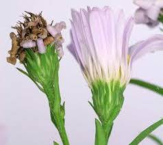 Image result for Aster lanceolatus