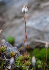 Attēlu rezultāti vaicājumam “Pogonatum urnigerum macro”