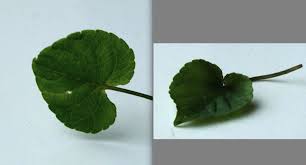 Attēlu rezultāti vaicājumam “Viola rupestris leaf”