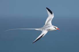 Image result for Phaethon aethereus