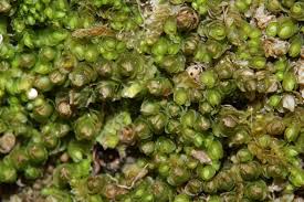 Attēlu rezultāti vaicājumam “Jungermannia sphaerocarpa”