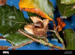 Attēlu rezultāti vaicājumam “Fagus sylvatica fruit”