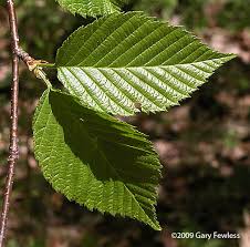 Attēlu rezultāti vaicājumam “Betula alleghaniensis”