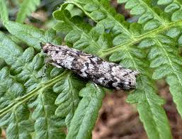 Attēlu rezultāti vaicājumam “Dioryctria abietella”