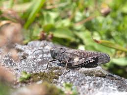 Attēlu rezultāti vaicājumam “Psophus stridulus”